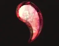Offence Heart location